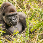 Bwindi National Park: Uganda’s UNESCO World Heritage Mountain Gorilla Sanctuary