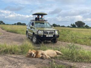 climbing lions