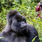 Road Trip Guide to Bwindi Impenetrable National Park: Essential Tips for an Unforgettable Safari