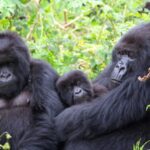 Gorilla Trekking in Bwindi Impenetrable National Park: The Ultimate Wildlife Experience With Trip Car Rental Uganda