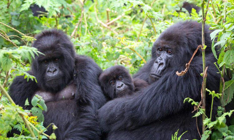 Gorilla trekking in Bwindi