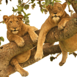 Tree Climbing Lions in Queen Elizabeth National Park – A Complete Guide with Trip Car Rental Uganda