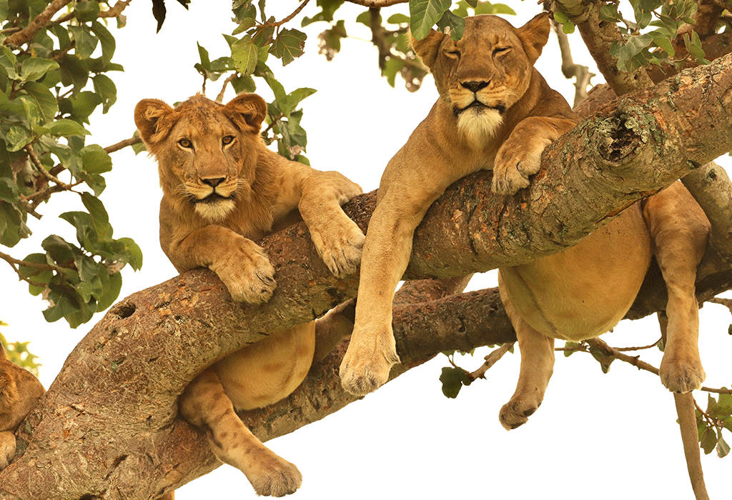 Tree climbing lions in Queen Elizabeth National Park