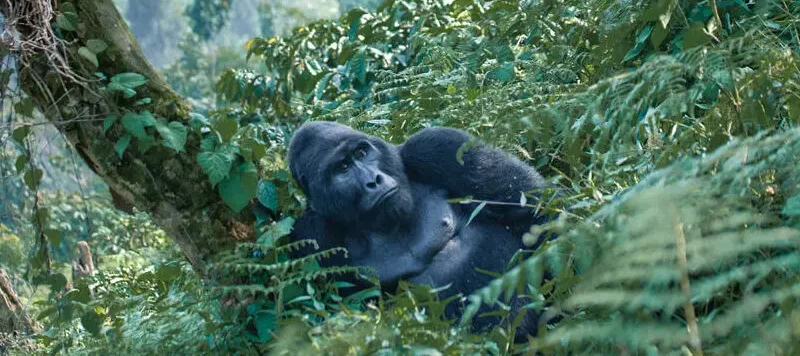 8 Days Uganda Primate & Wildlife Safari