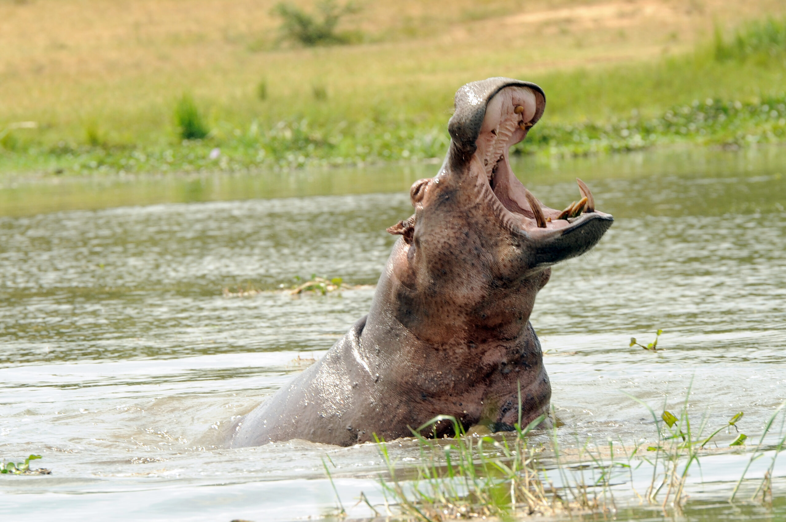 4 Days Murchison Falls National Park Safari