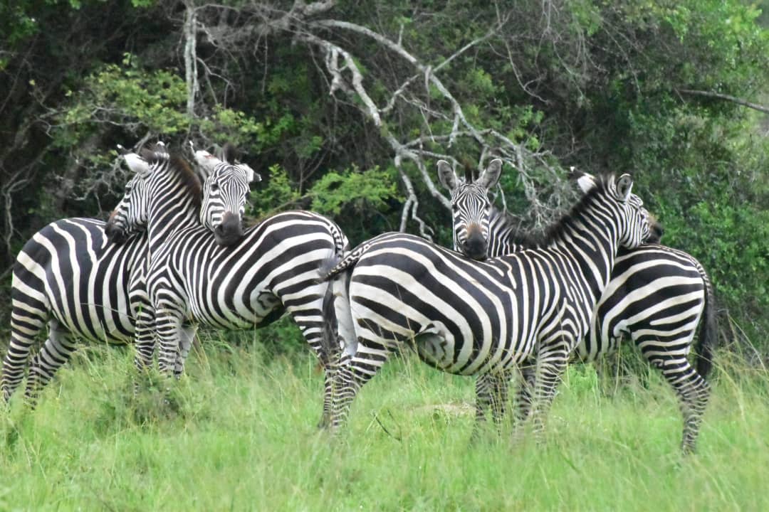 Lake Mburo
