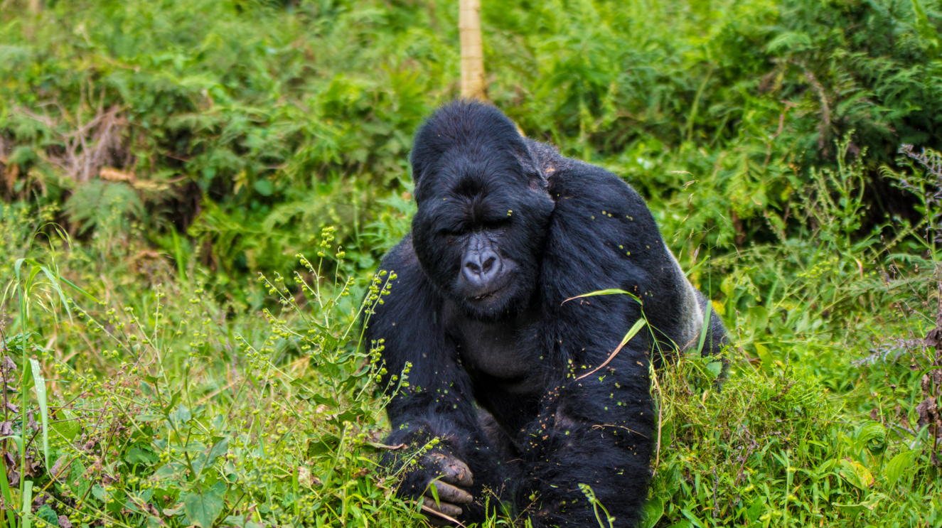 8 Days Uganda Primate and Wildlife Safari