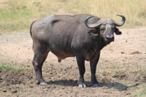 Pearl of Africa