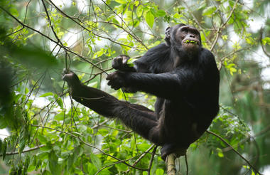 Chimpanzee
