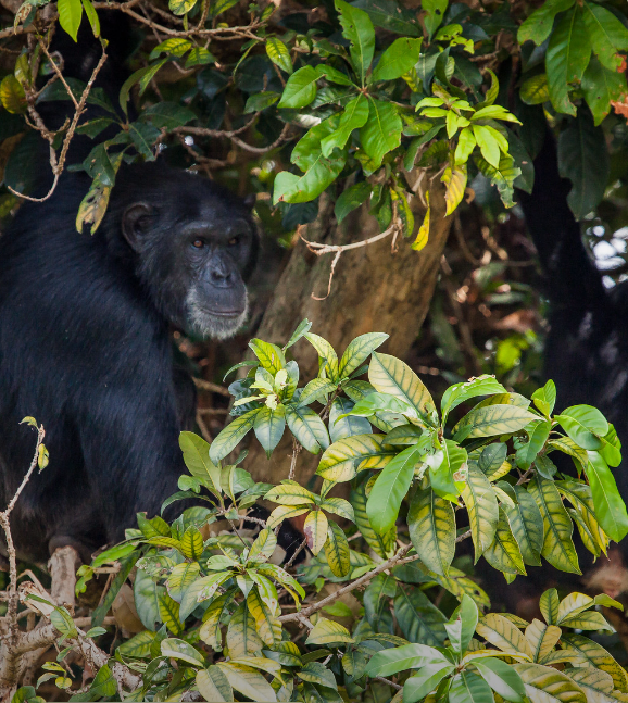 Chimpanzee tracking