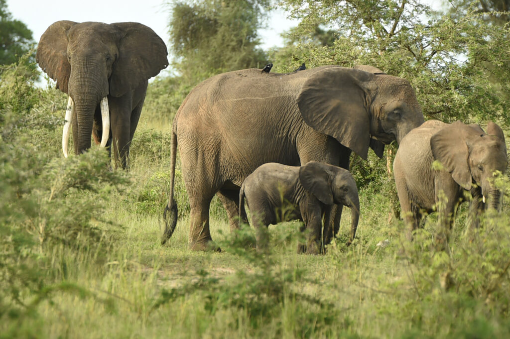 4 Days Murchison Falls National Park Safari