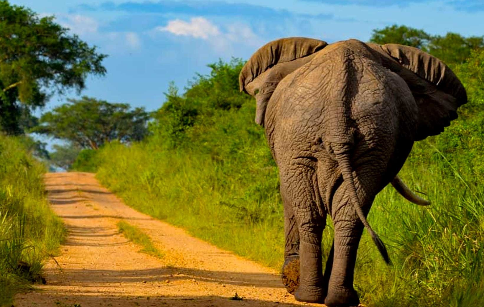 Game drive on a 4 days safari