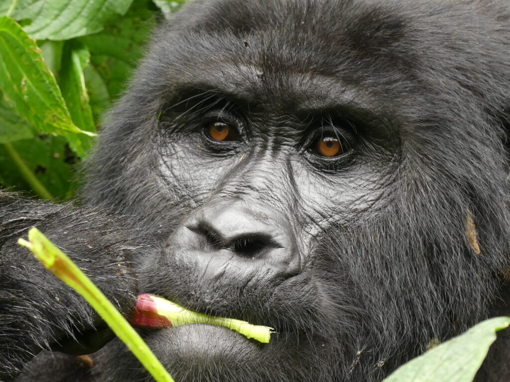 10 Days Best of Uganda Safari