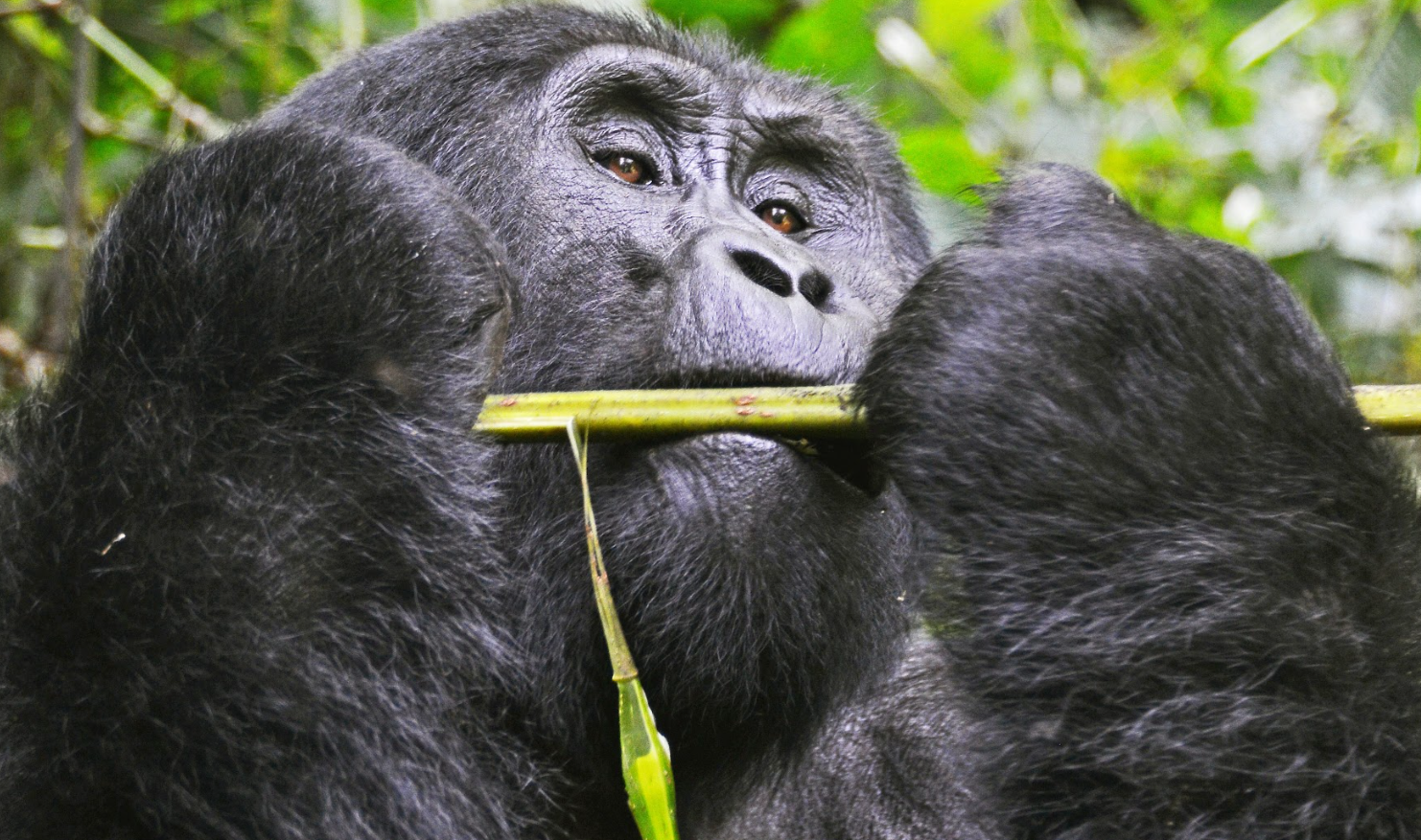 10 Days Best of Uganda Safari