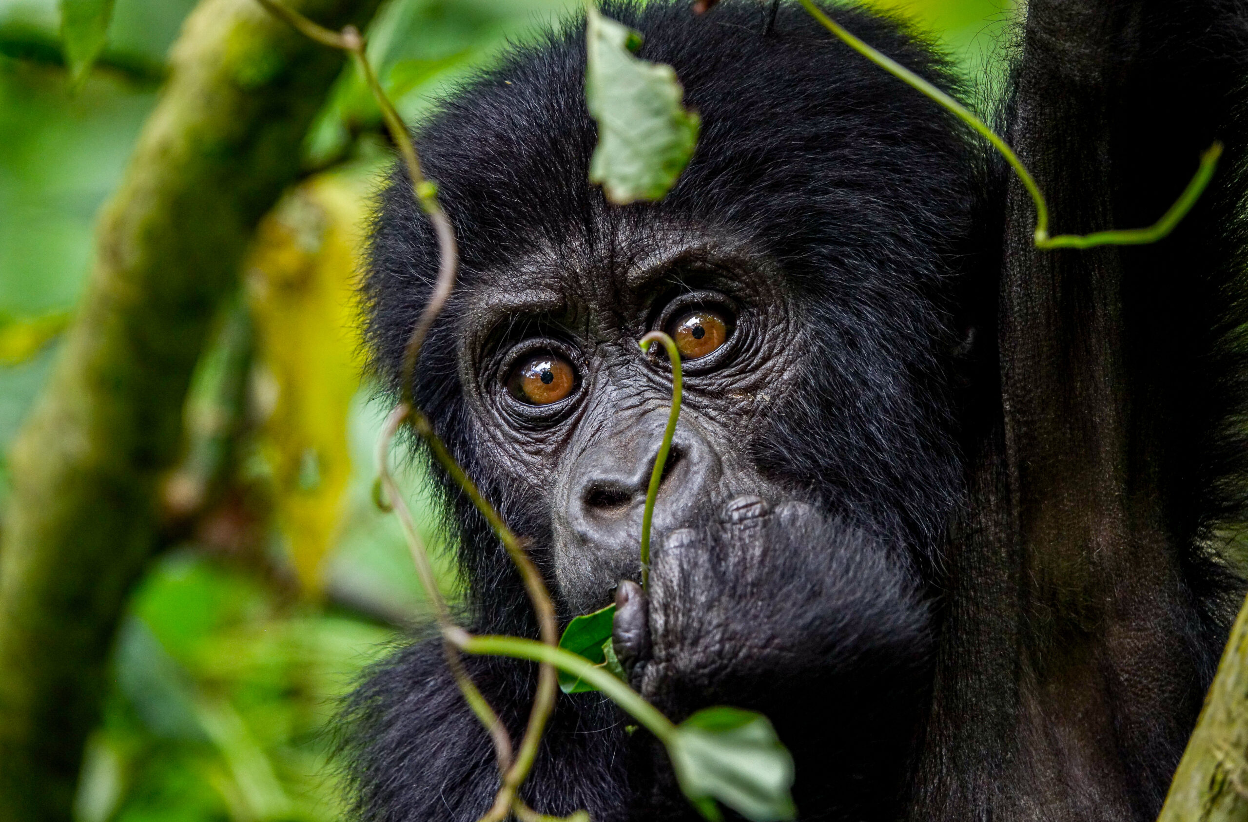 14 Days Uganda Wildlife and Culture Safari