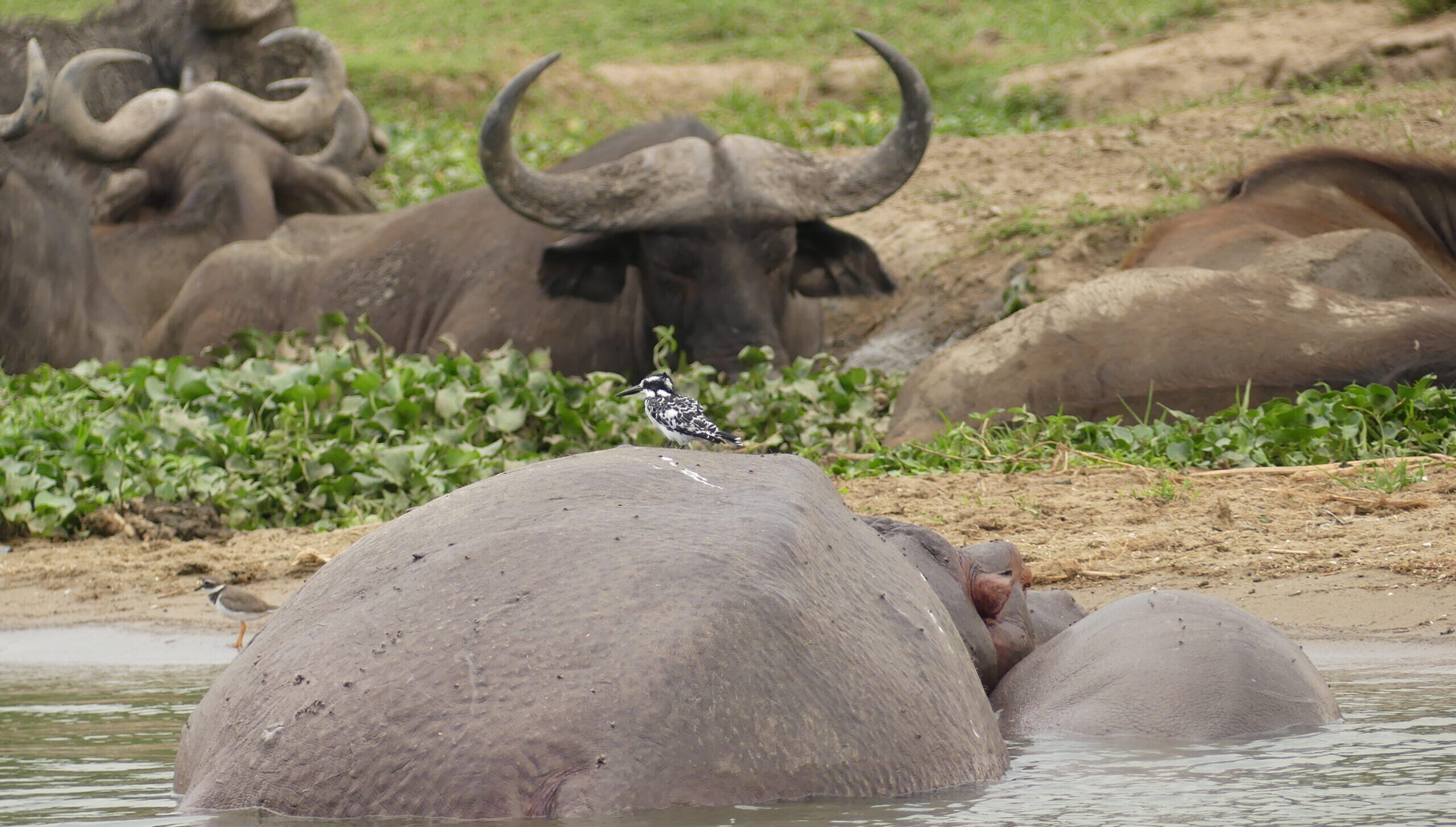 Kazinga Channel Cruise