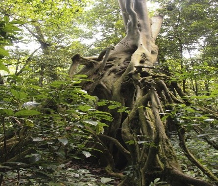 Kibale Forest