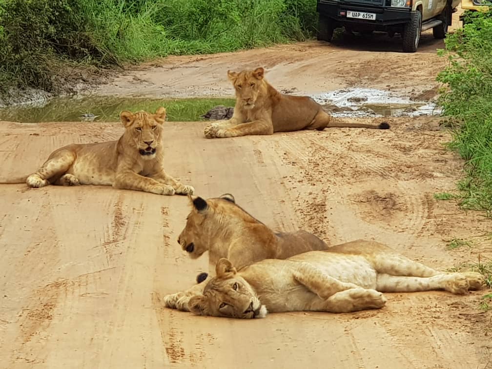 Lions