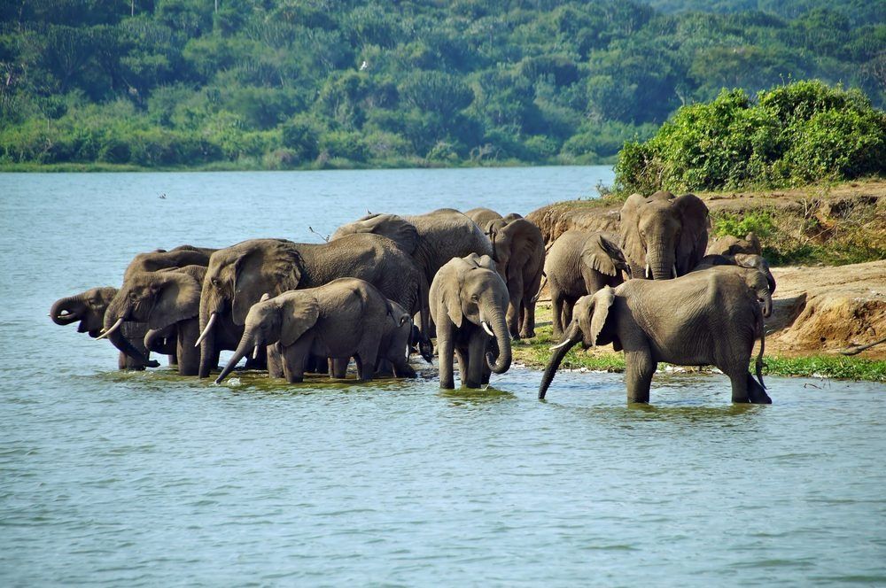 4 Days Queen Elizabeth National Park Safari