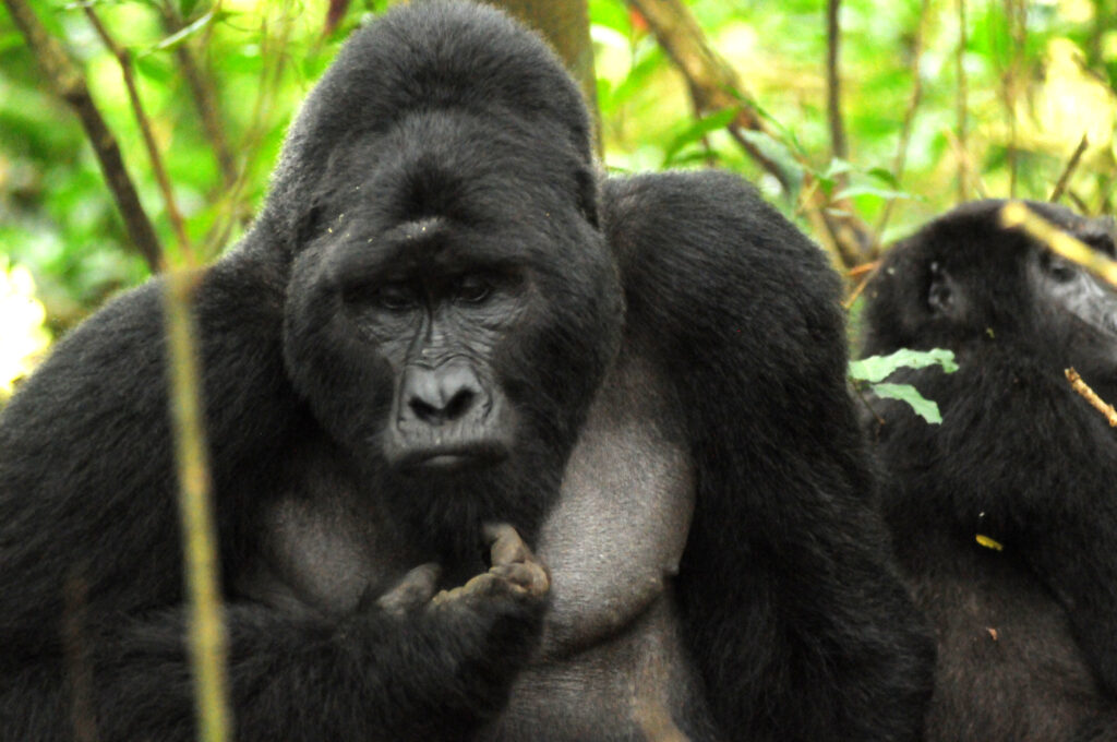 6 Days Uganda Gorilla & Murchison Falls Flying Safari