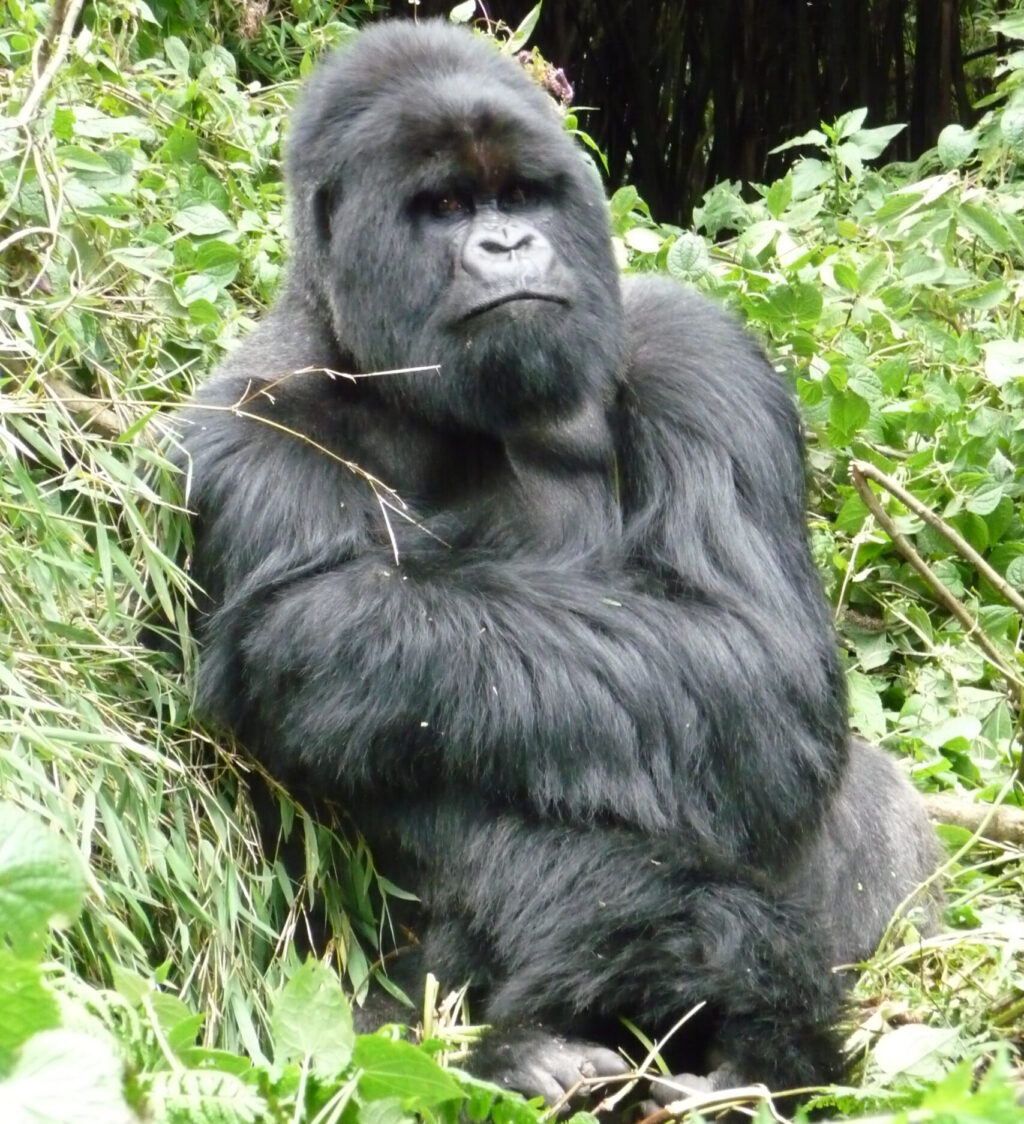 4 Days Uganda Gorilla Flying Safari