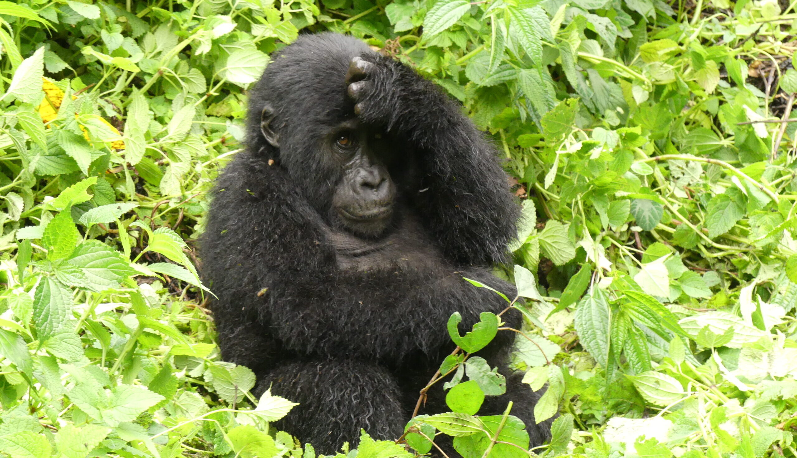 14 Days Uganda Wildlife & Culture Safari