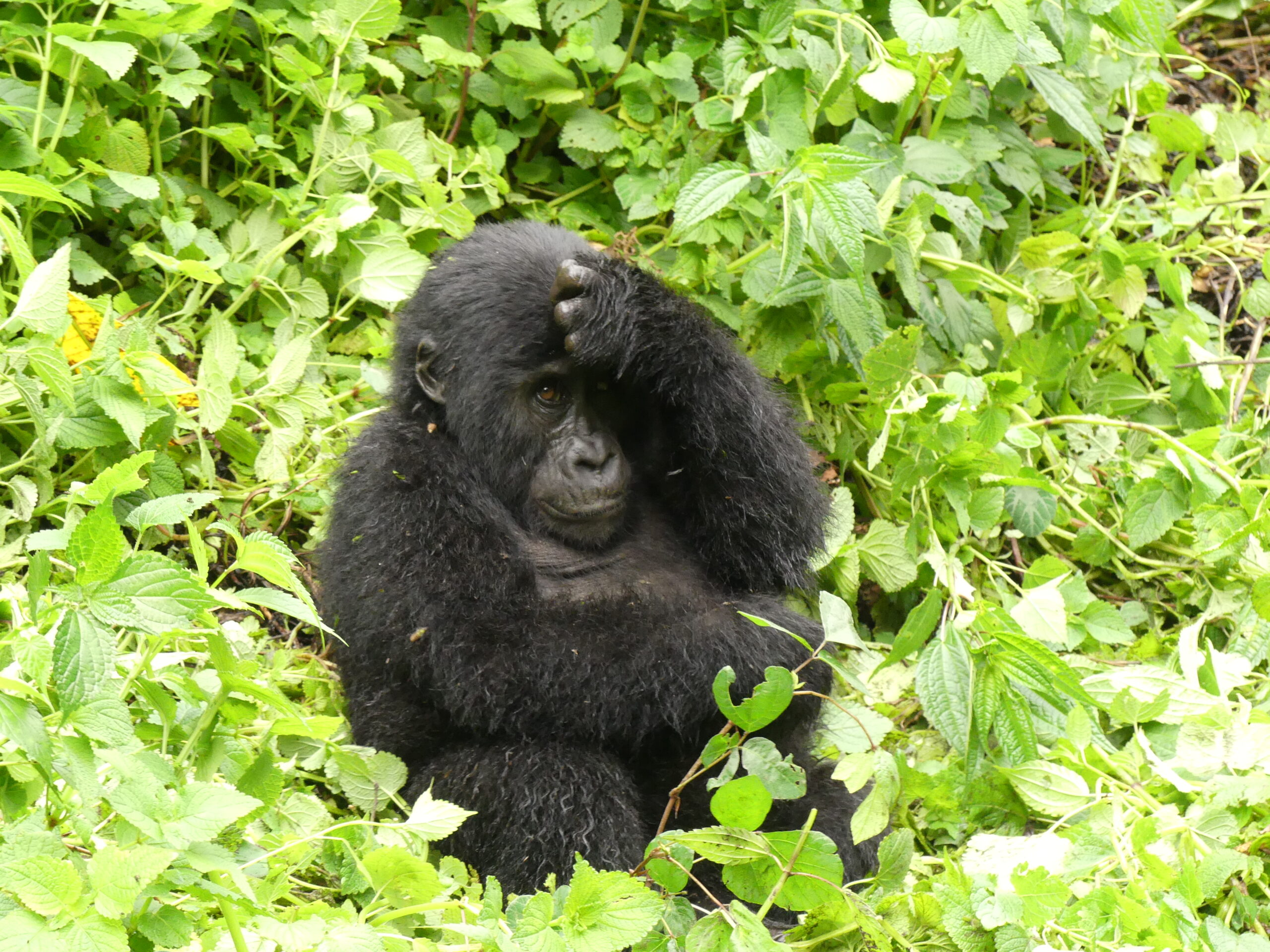 Gorilla Tracking