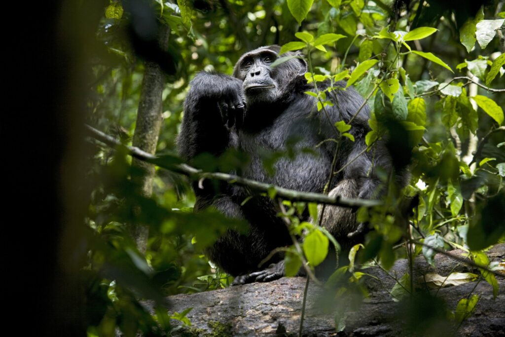 8 Days Uganda Primate & Wildlife Safari