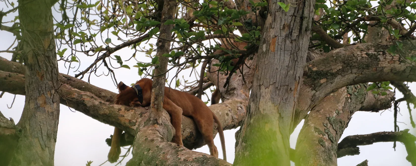 8 Days Uganda Primate & Wildlife Safari