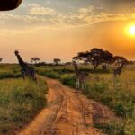 Pearl of Africa: Your Ultimate Uganda Safari Awaits with Trip Car Rental Uganda