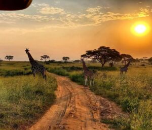 Pearl of Africa