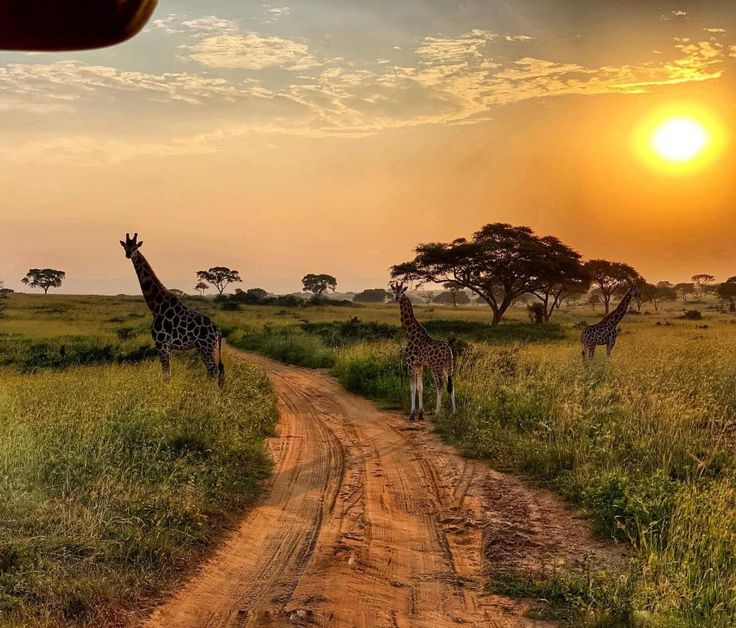 6 Days Uganda Gorilla and Murchison Falls Flying Safari