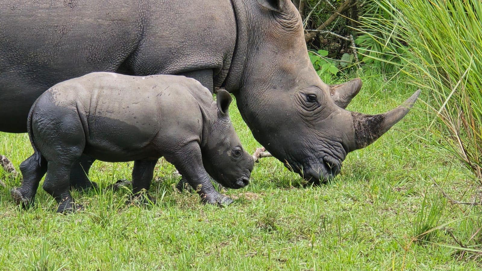Ziwa Rhino Tracking