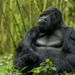 Best Uganda Safari Destinations To Reach By Rental Car