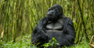 feather trail safaris