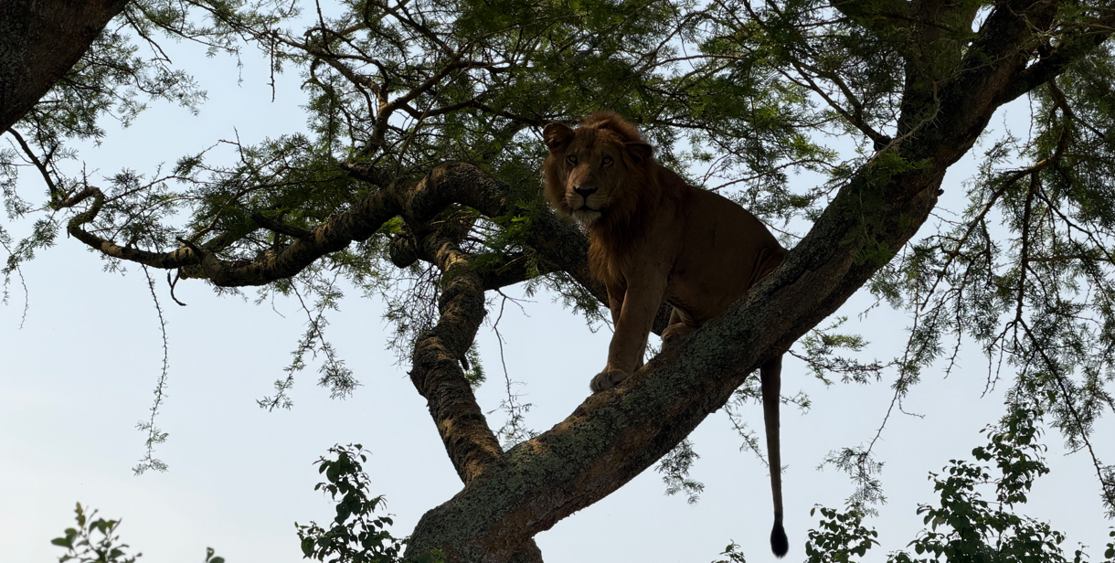 Uganda safari destinations
